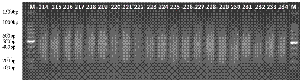 A high-throughput simplified genome sequencing library construction method