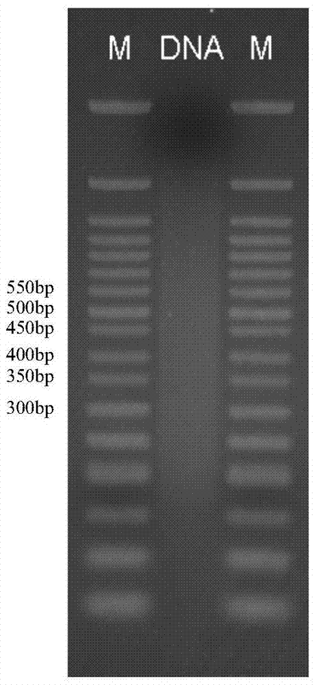 A high-throughput simplified genome sequencing library construction method