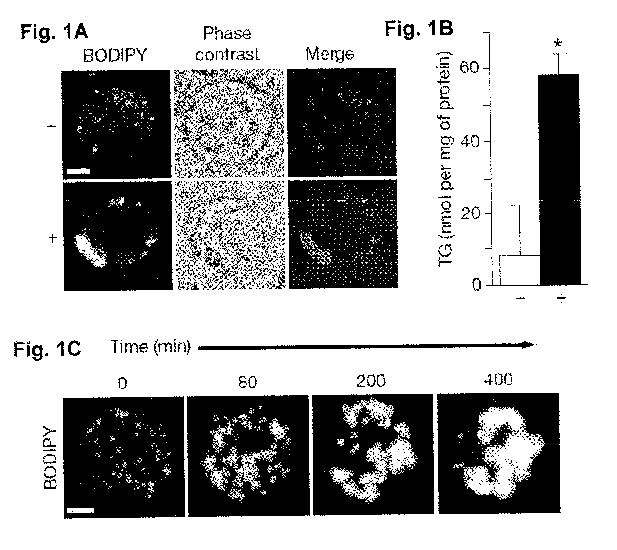 Methods of Modulating Lipid Concentrations in Eukaryotic Cells