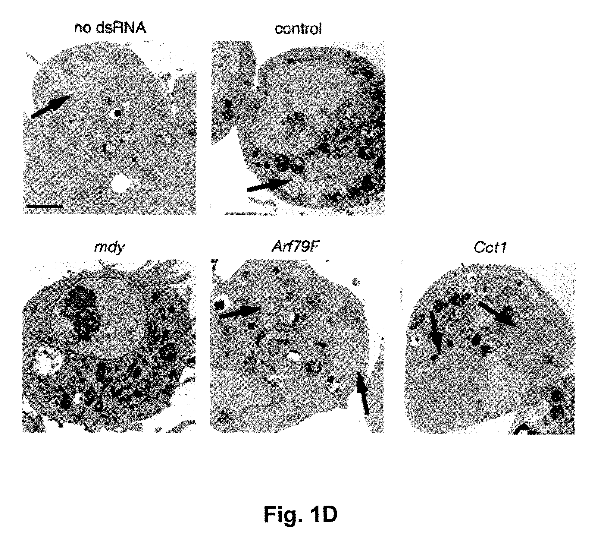 Methods of Modulating Lipid Concentrations in Eukaryotic Cells