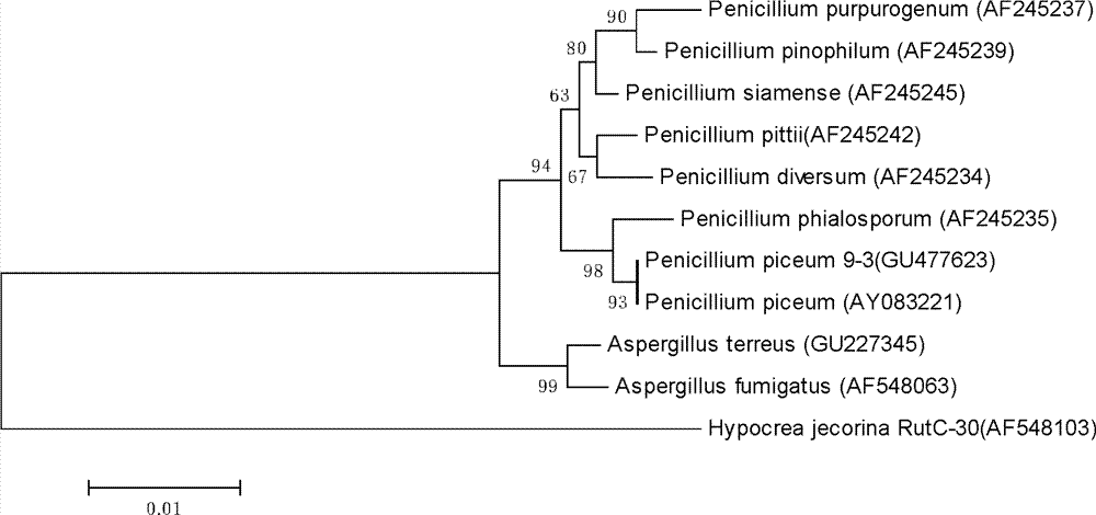 Celluase producing bacterium and application thereof