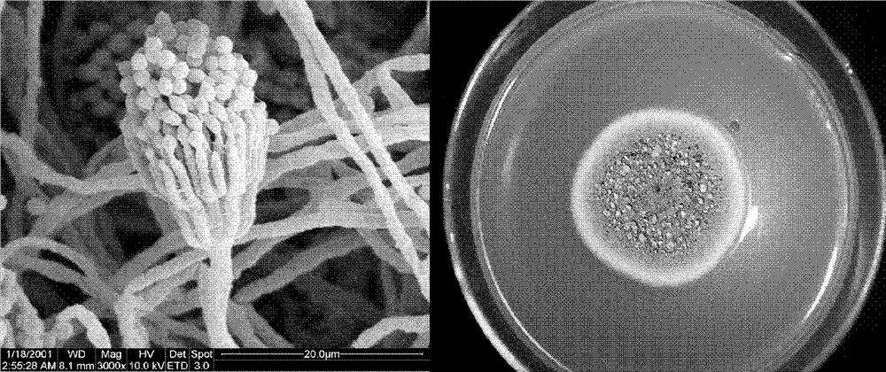 Celluase producing bacterium and application thereof