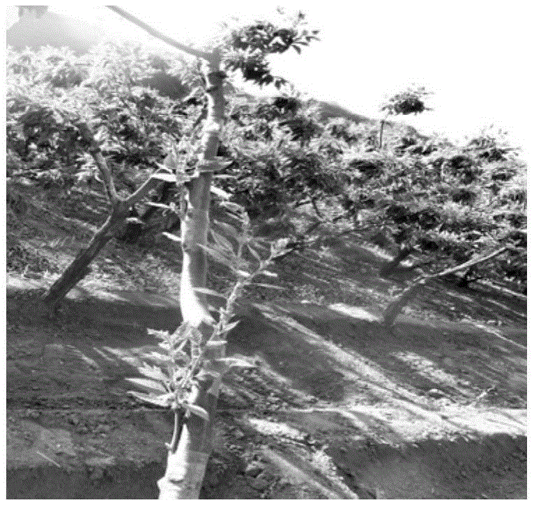 Method for multipoint grafting of fruiting mother branches by aid of Chinese chestnut skeleton branch bald sections
