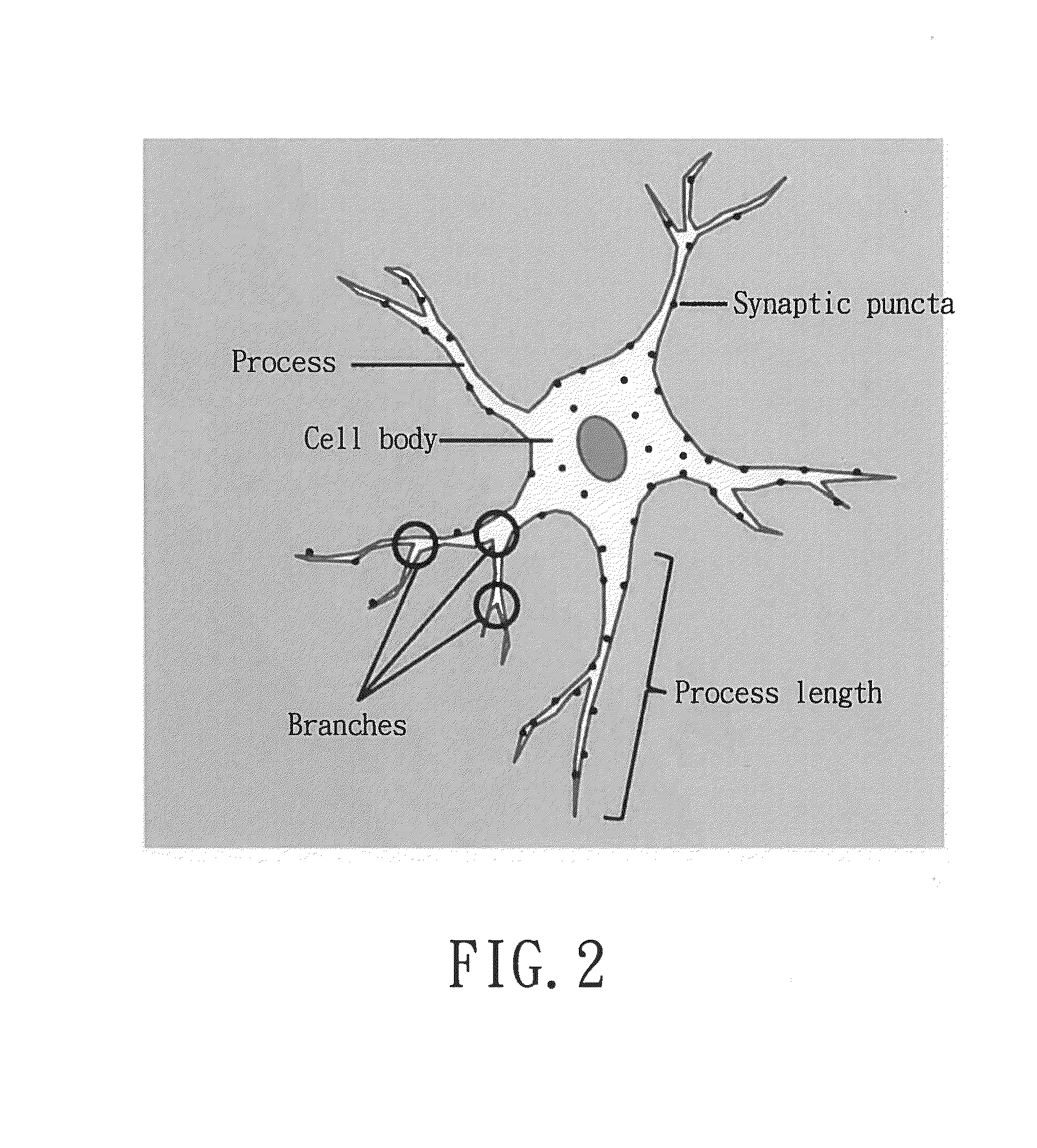 Method for assessment of neural function by establishing analysis module