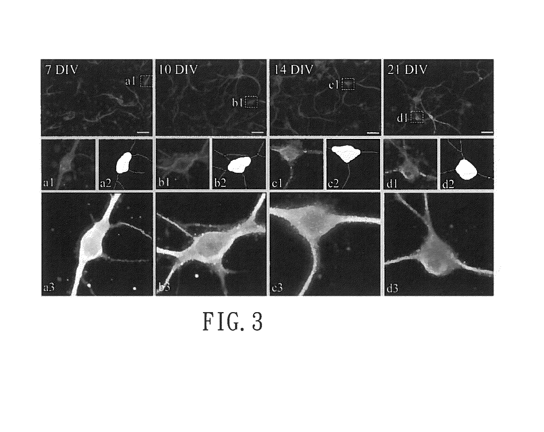 Method for assessment of neural function by establishing analysis module