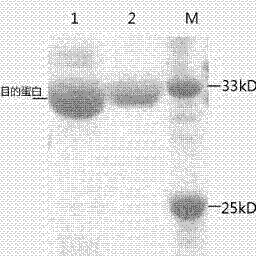 Anti-human serum albumin single-chain antibody and method for connecting polypeptide drugs to carbon end thereof