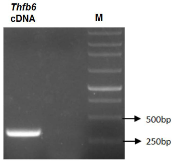 A kind of Trichoderma hydrophobin thfb6 and its strain, plant ISR elicitor and excitation method