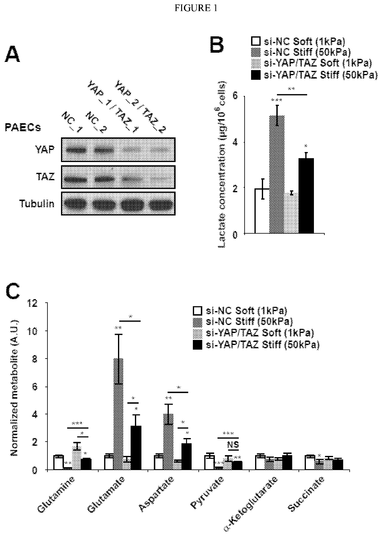 Compositions and methods for treating pulmonary vascular disease