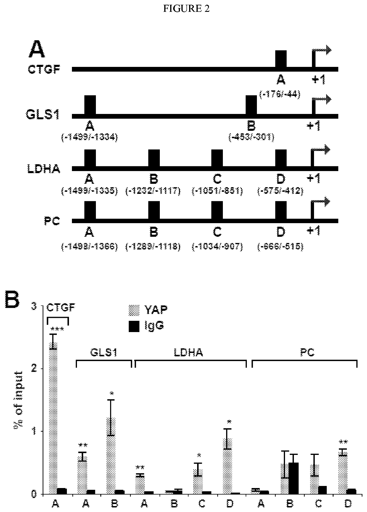 Compositions and methods for treating pulmonary vascular disease