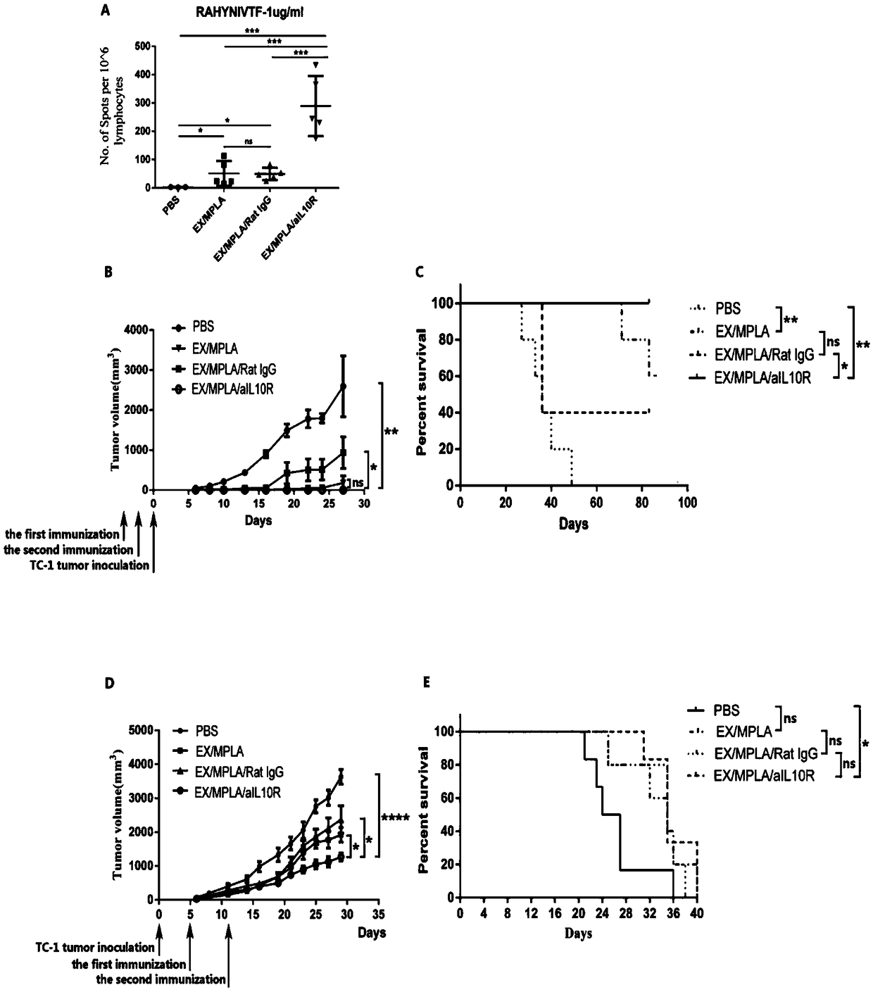 A combined medicine capable of improving the therapeutic effect of polypeptide vaccine on HPV infected tumor and application thereof