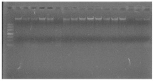 Masson pine SNP (single nucleotide polymorphism) genotyping method based on HRM (high-resolution melt) technology