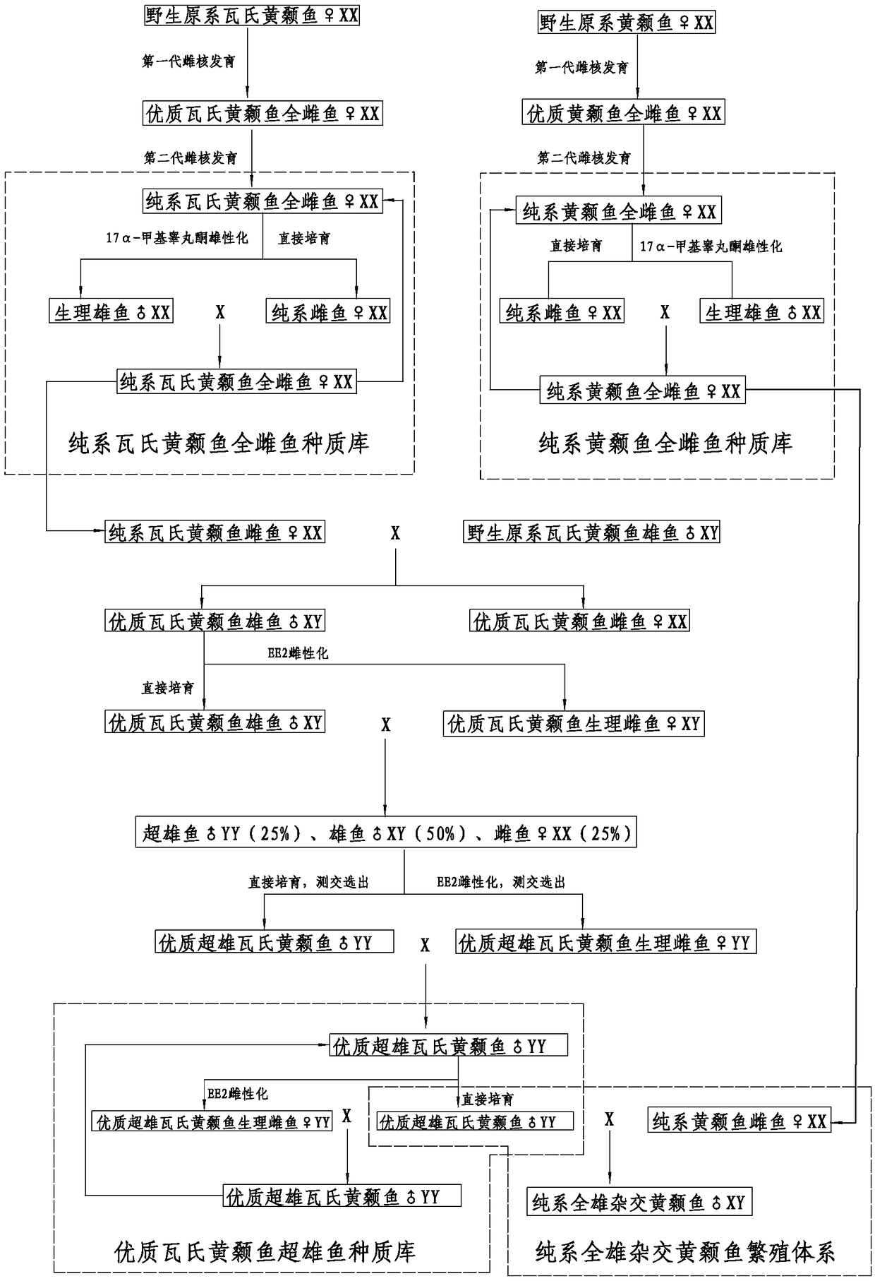 Method for breeding pure-line full-male hybridized pelteobagrus fulvidraco and parents thereof