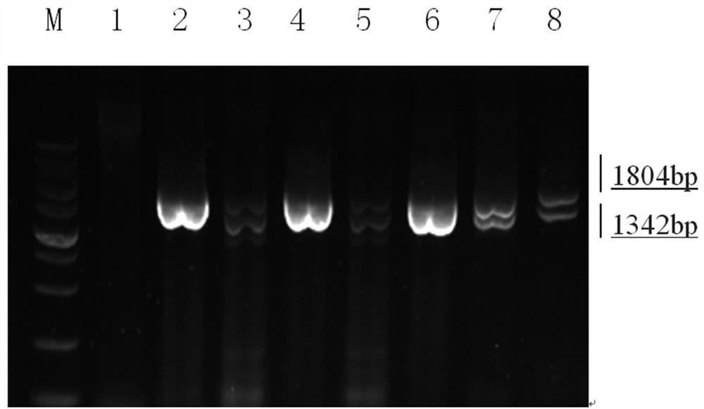 Construction method and application of Pseudomonas jy-q fructose metabolism gene deletion strain