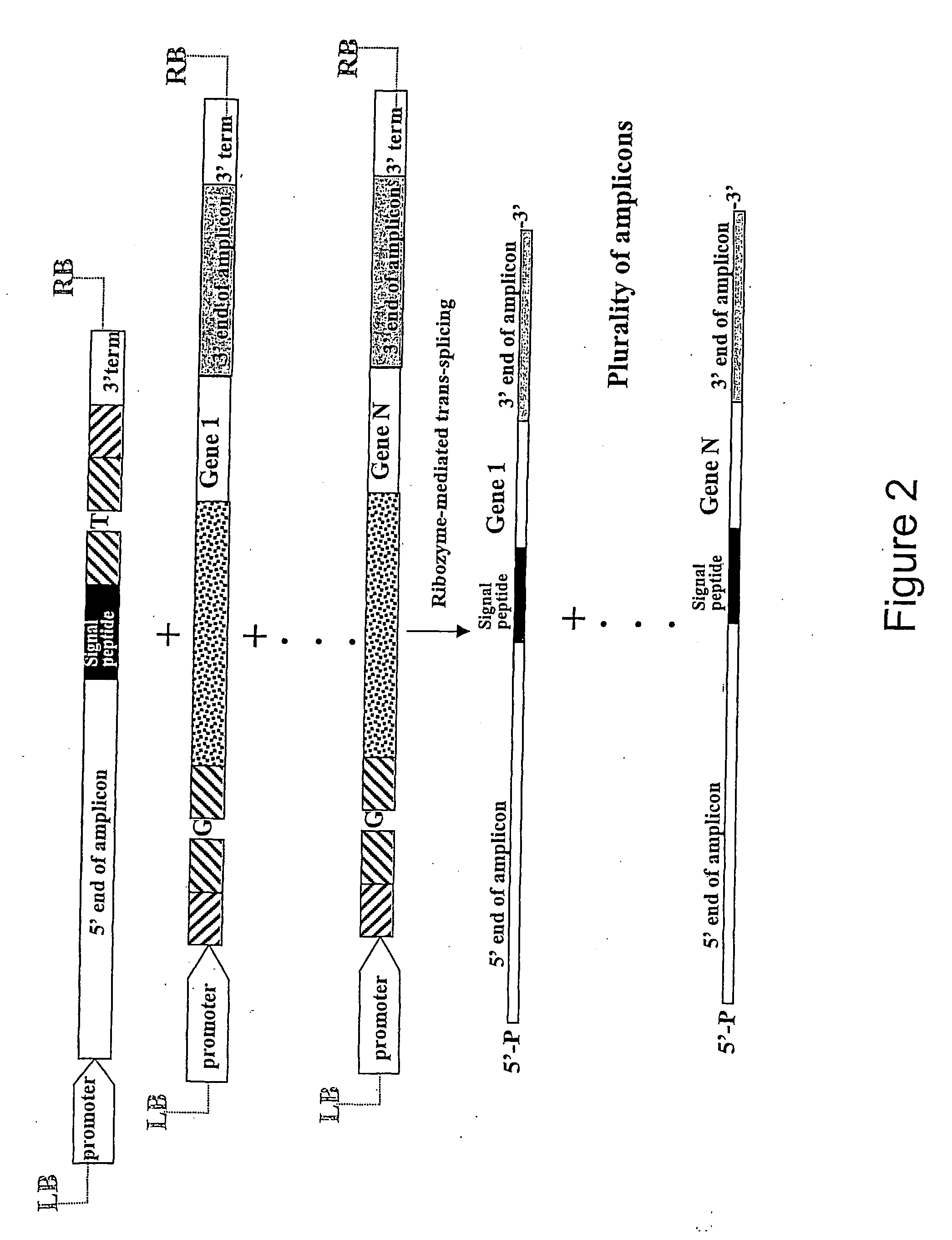 Amplification vectors based on trans-splicing