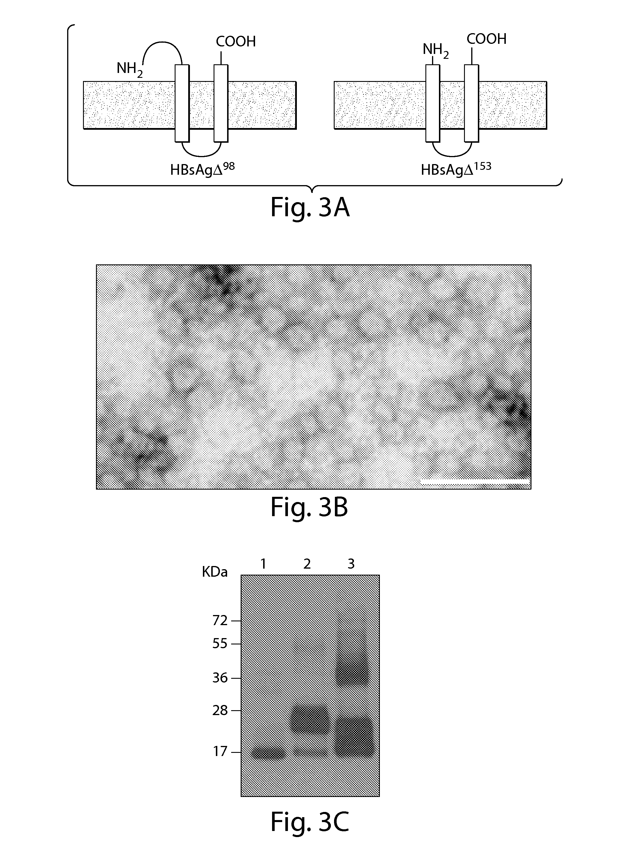 Hollow nanoparticles and uses thereof