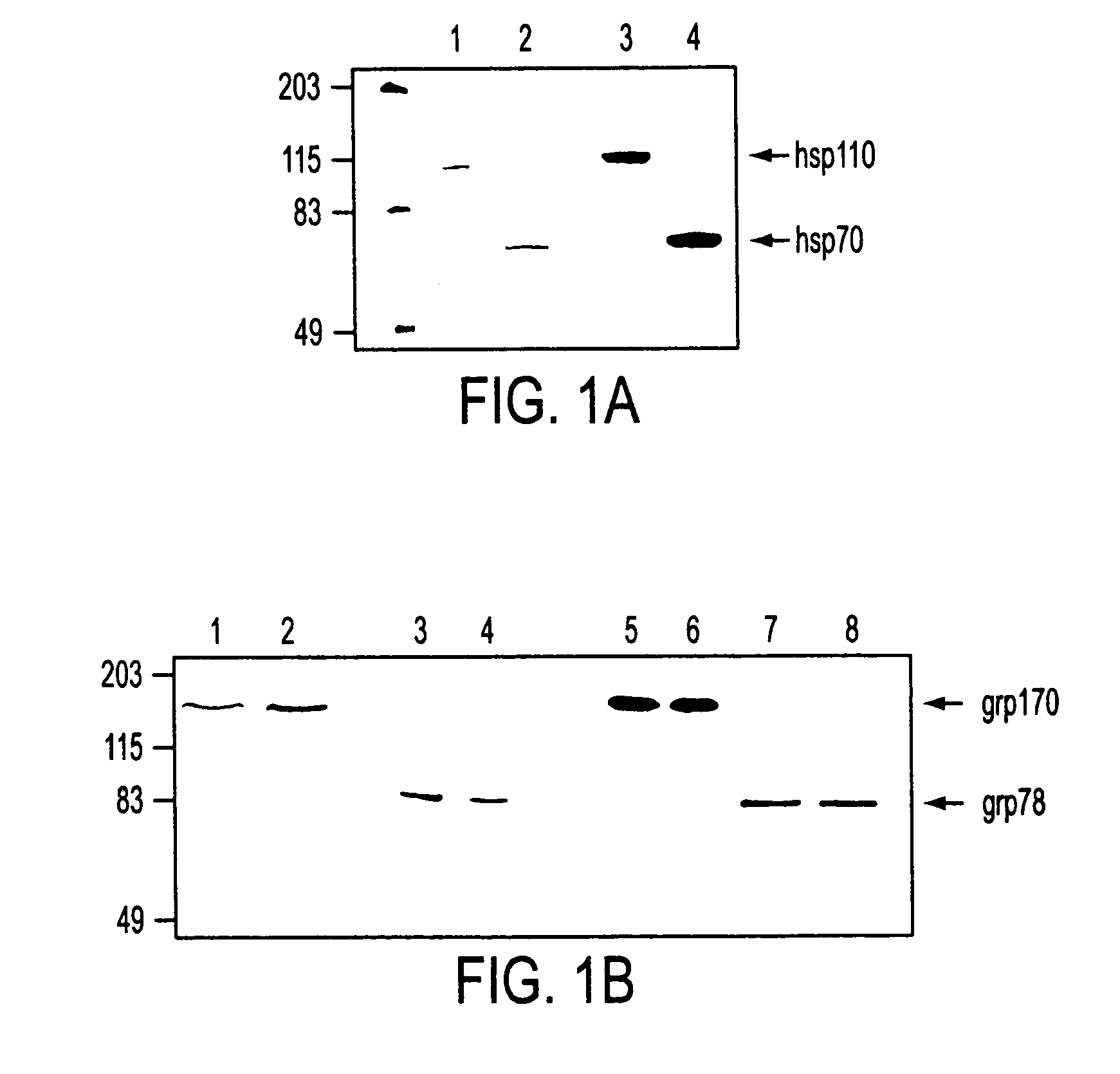 Stress protein compositions and methods for prevention and treatment of cancer and infectious disease
