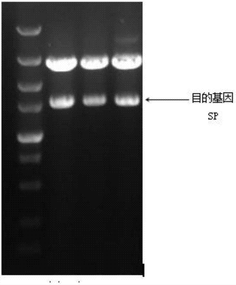 Recombinant Bacillus subtilis for expressing L.mesenteroides sourced sucrose phosphorylase