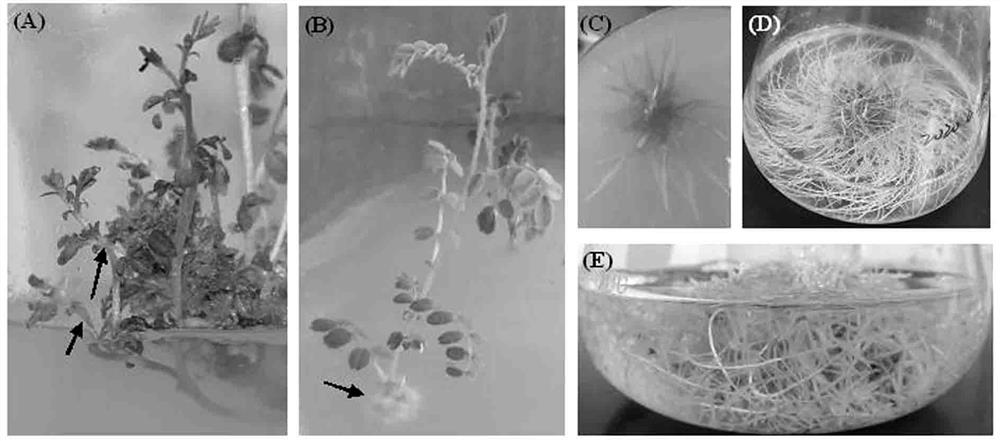 Chemical inducer for radix astragali adventitious root tissue culture and application of chemical inducer in radix astragali adventitious root culture