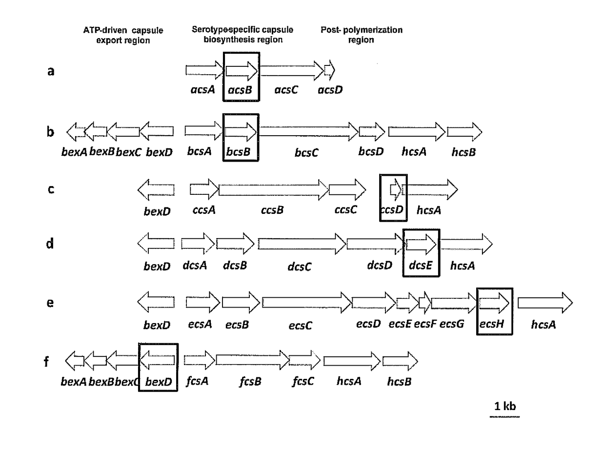 Selective detection of <i>Haemophilus influenzae</i>