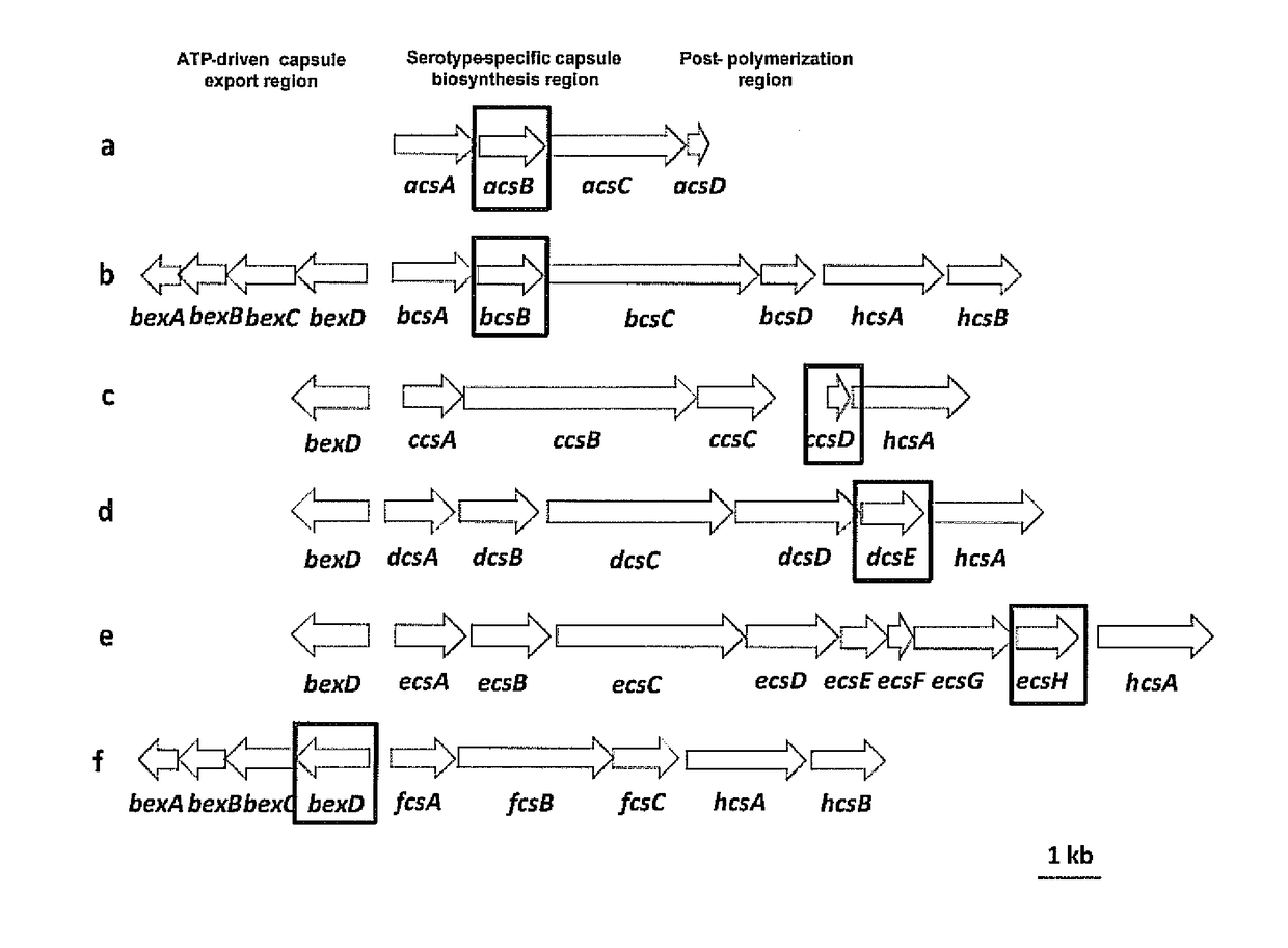 Selective detection of <i>Haemophilus influenzae</i>