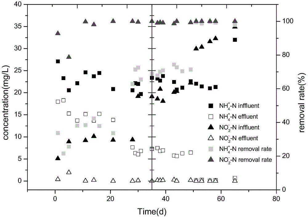 A method and device for quickly realizing anaerobic ammonium oxidation in a biological filter