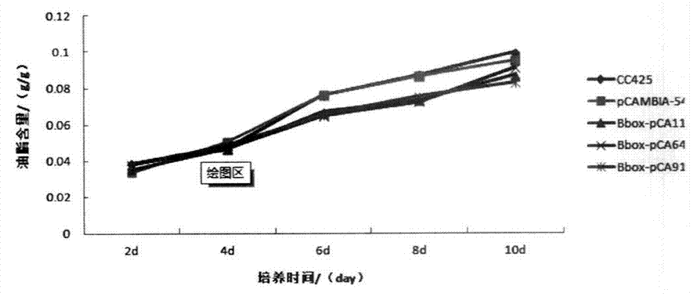 Regulatory gene for synthesizing microalgae triacylglycerol as well as application thereof