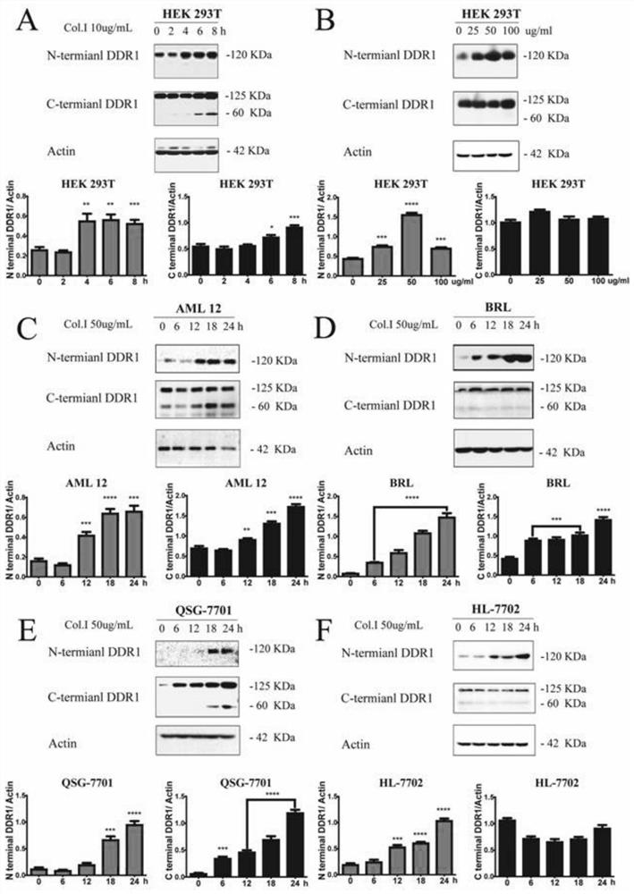 Application of N-terminal DDR1 polypeptide