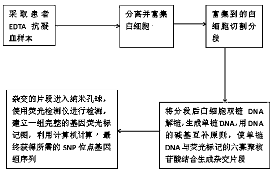 Quick detection method for SNP loci of peripheral blood leucocytes