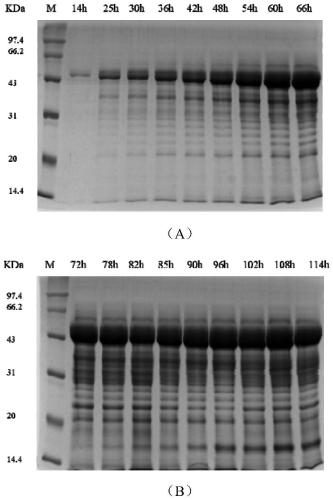 Construction and application of free non-methanol induced pichia pastoris expression vector