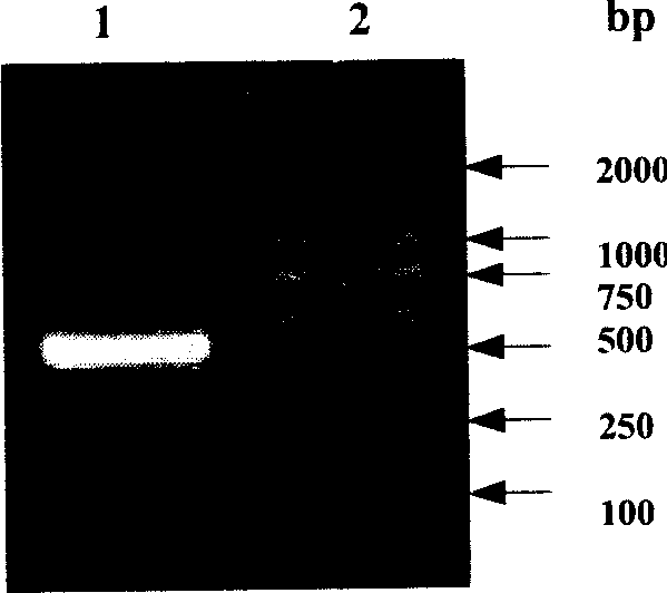 Expression control of TrxA, encoding zone gene, its prepn. and uses