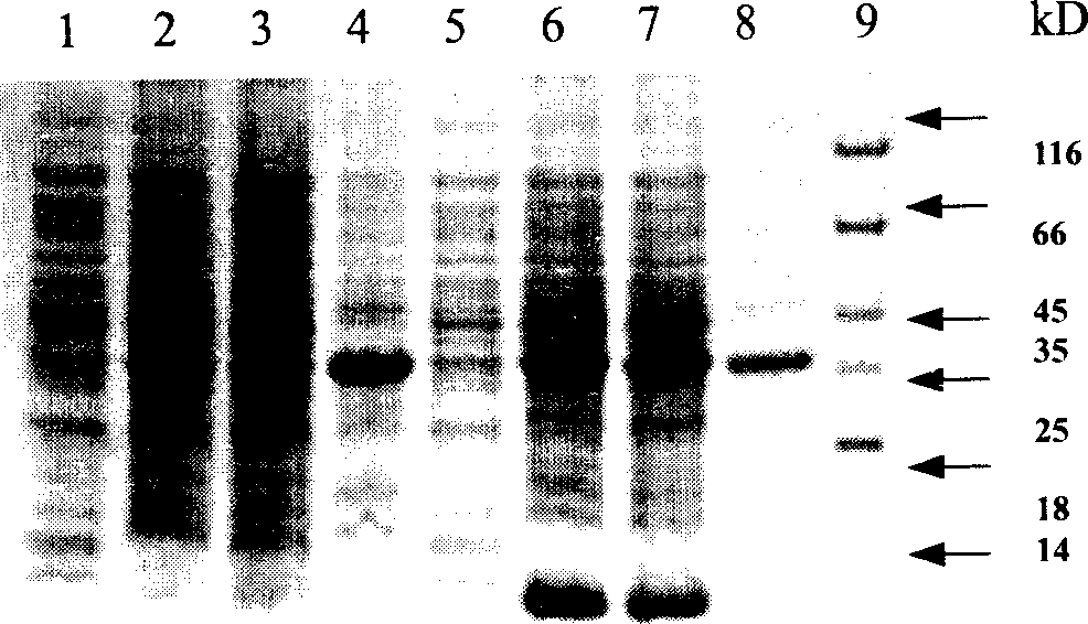 Expression control of TrxA, encoding zone gene, its prepn. and uses