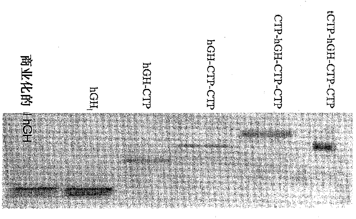 Long-acting growth hormone and methods of producing same