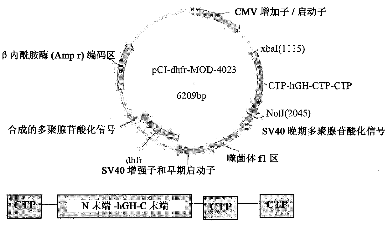 Long-acting growth hormone and methods of producing same