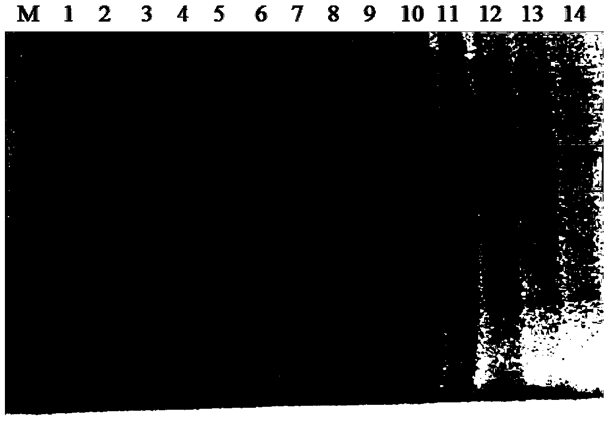 Application of osteopetrosis-associated transmembrane protein in the treatment or prevention of ev71 infection