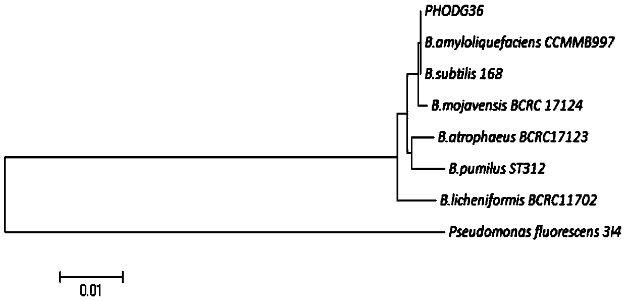 Bacillus amyloliquefaciens and its bacterial agent with degrading inorganic phosphorus and antibacterial effect