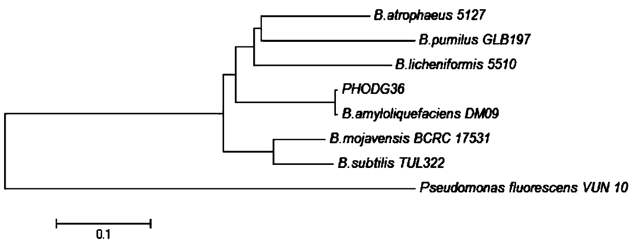 Bacillus amyloliquefaciens and its bacterial agent with degrading inorganic phosphorus and antibacterial effect