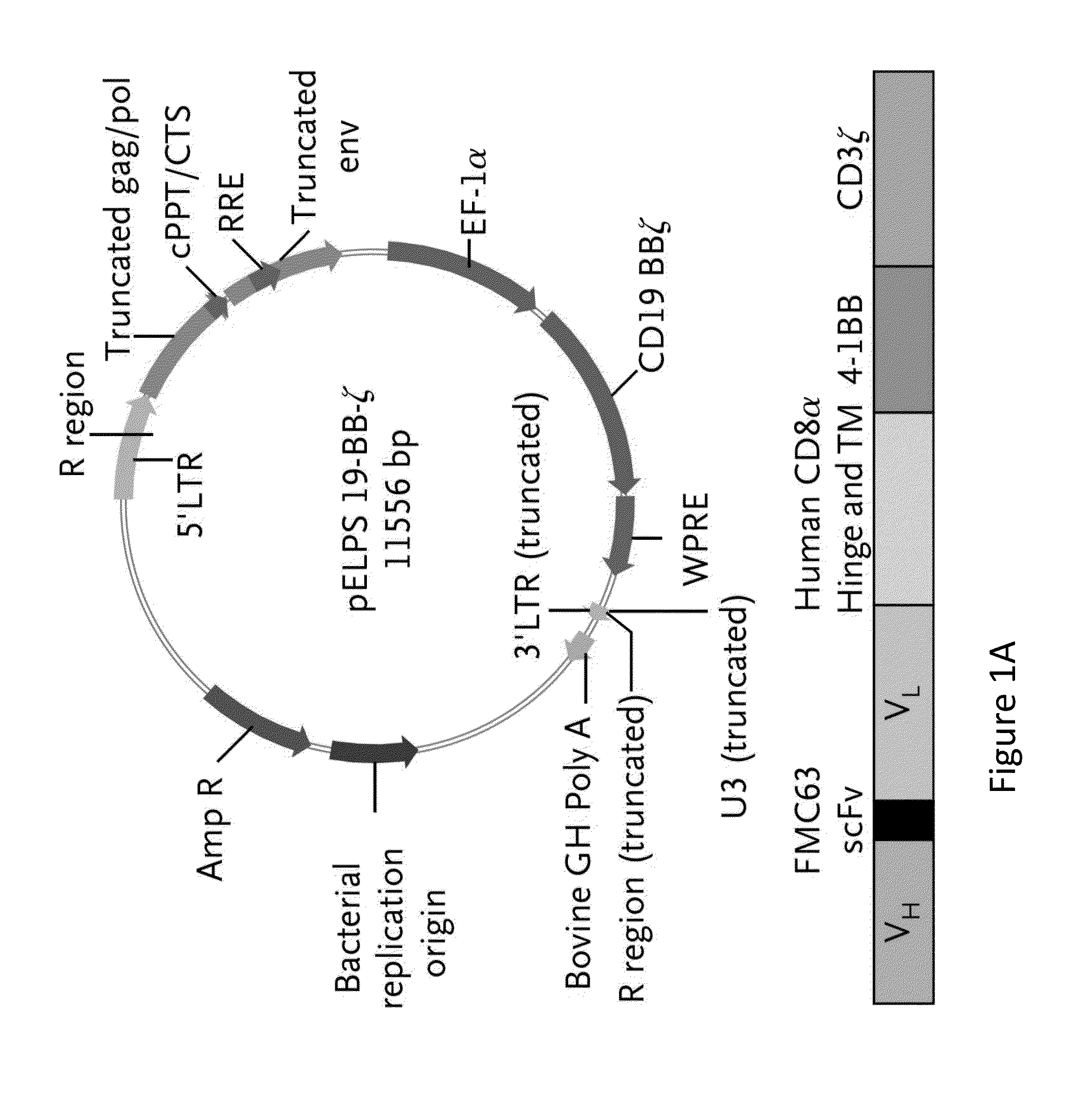 Methods for Assessing the Suitability of Transduced T Cells for Administration