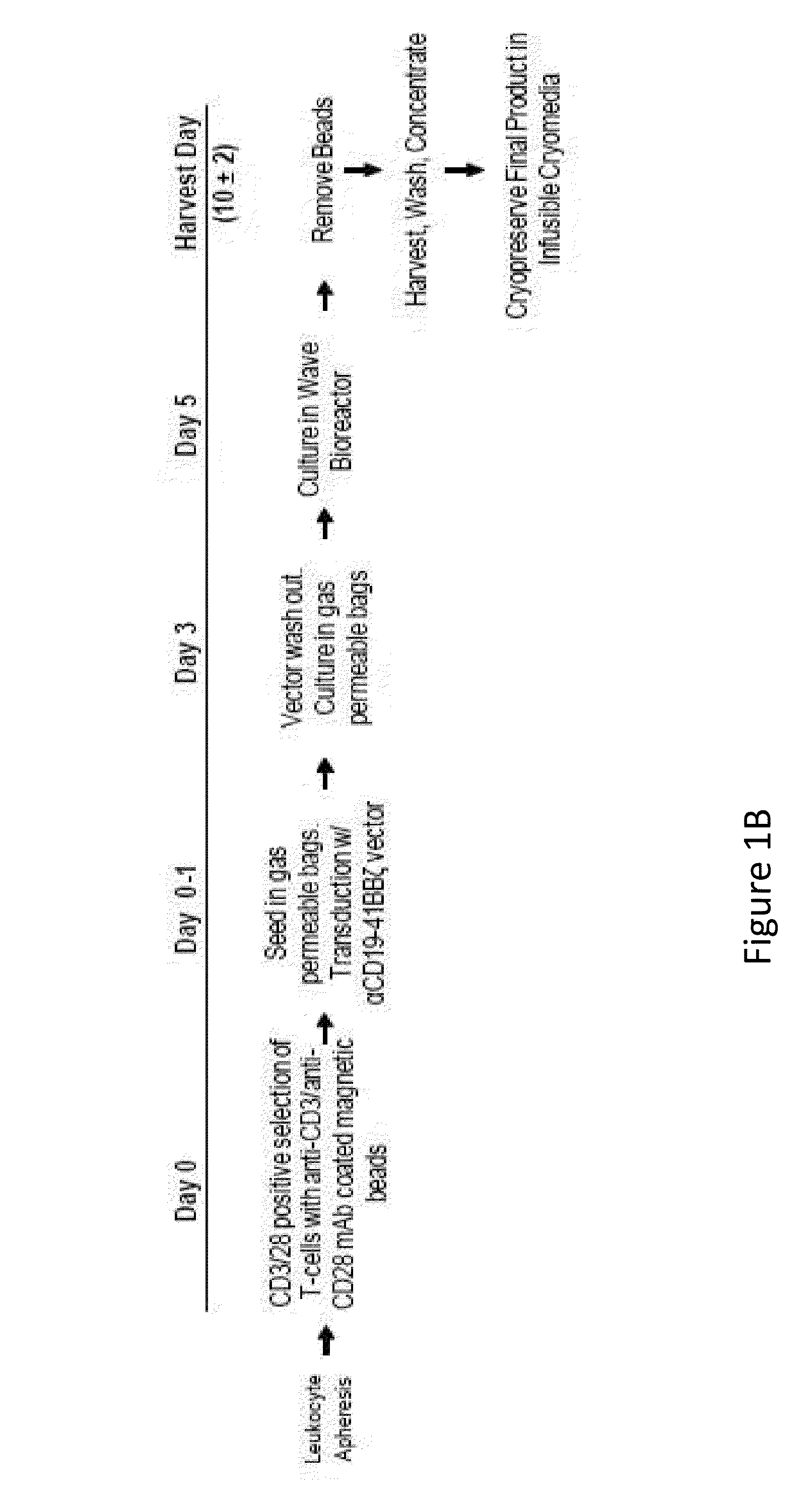 Methods for Assessing the Suitability of Transduced T Cells for Administration