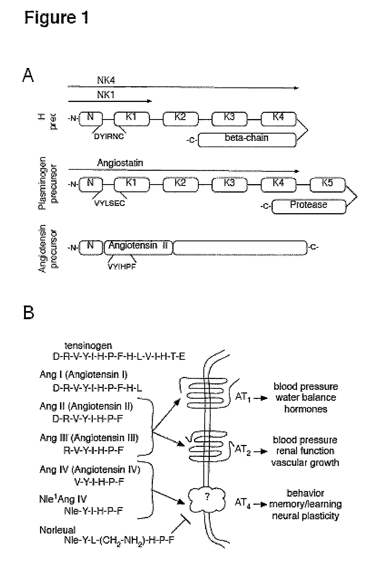 C-Met receptor regulation by angiotensin IV (AT<sub>4 </sub>) receptor ligands