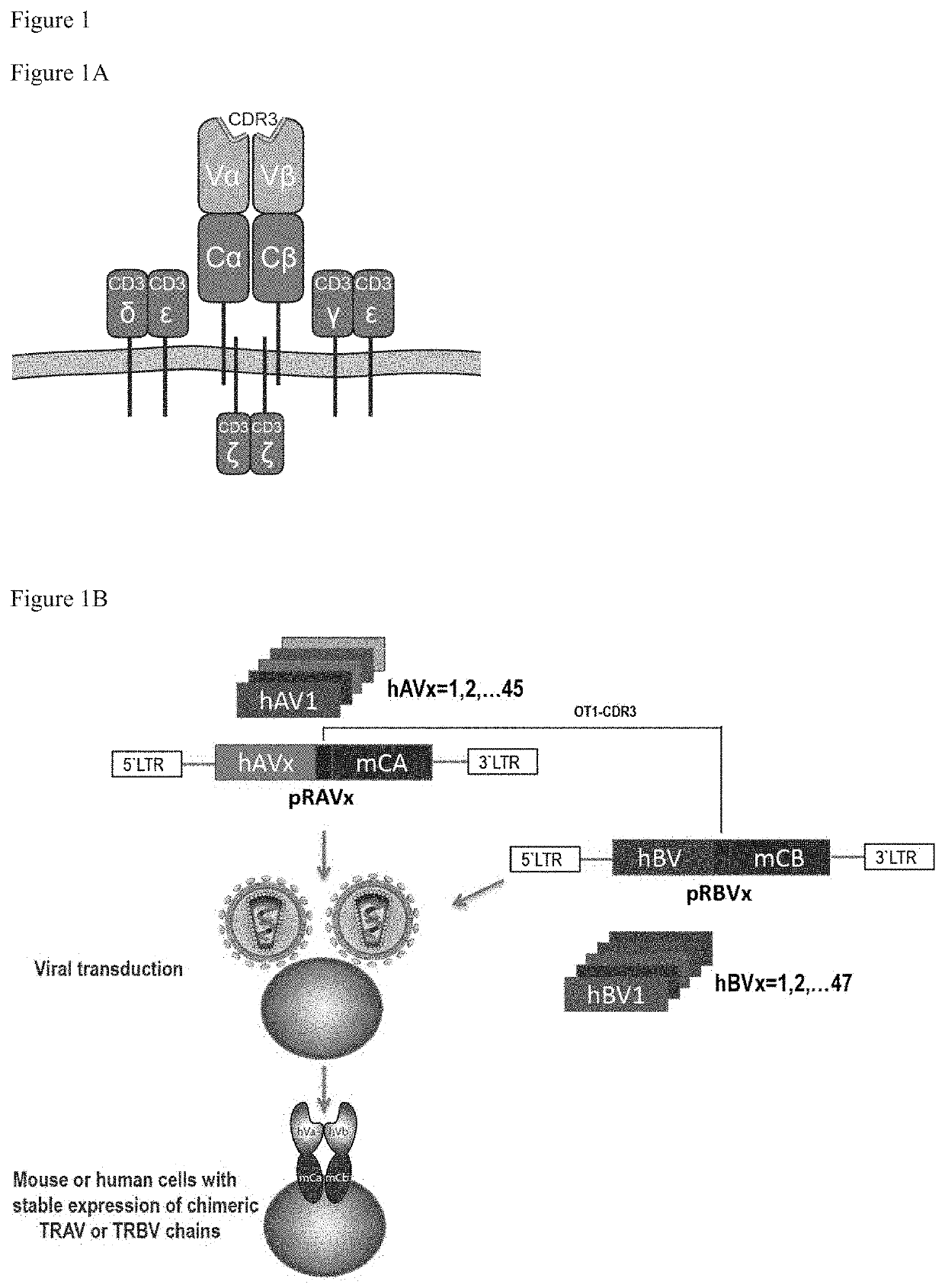 T cell receptor library