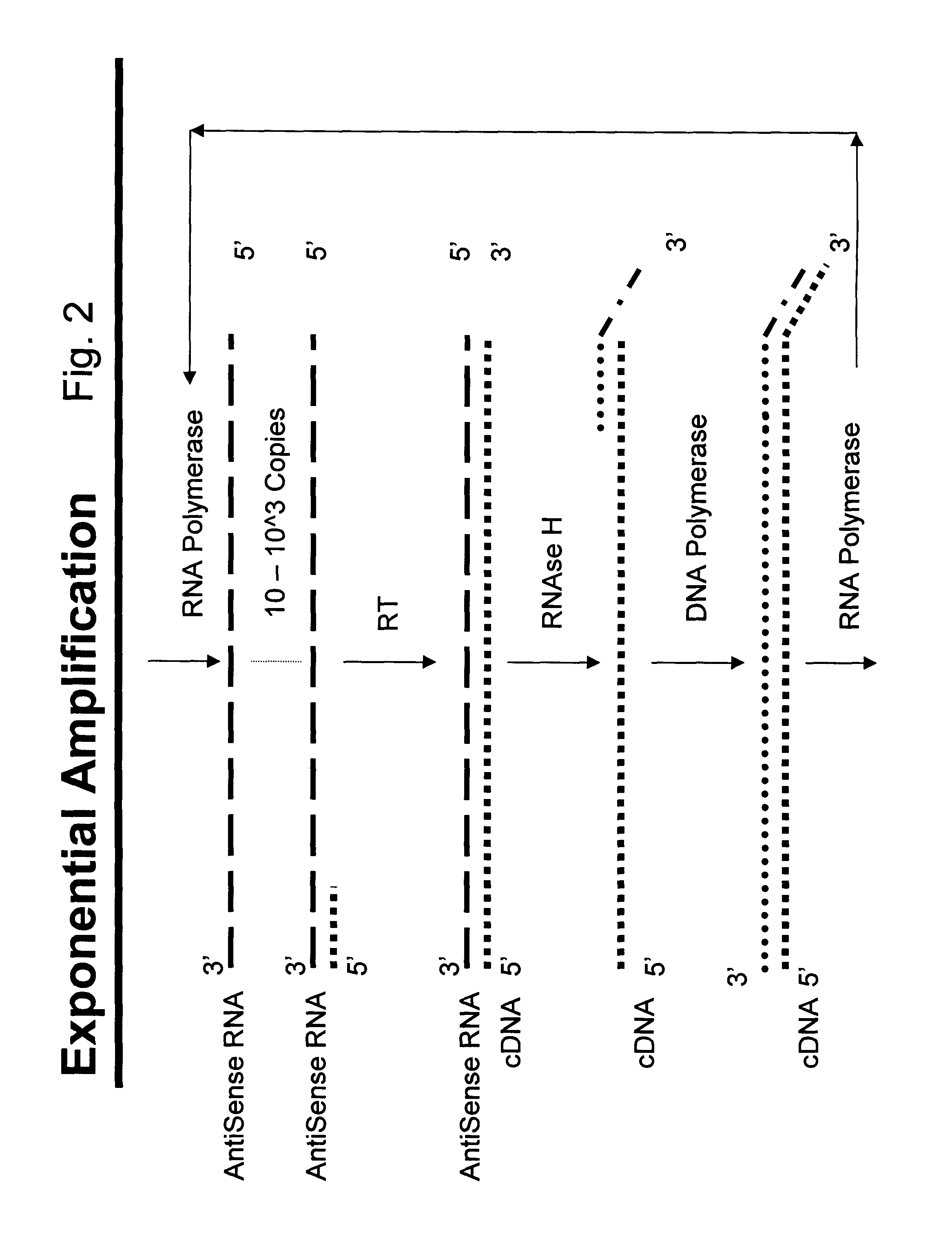 Nucleic acid amplification with integrated multiplex detection