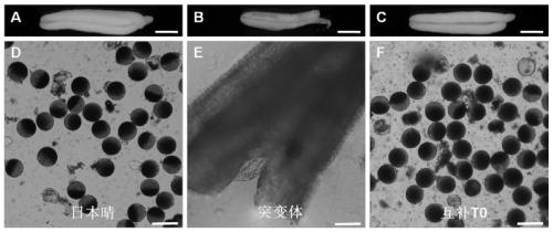 A mutant gene of rice nuclease gene osgen-1 and its application