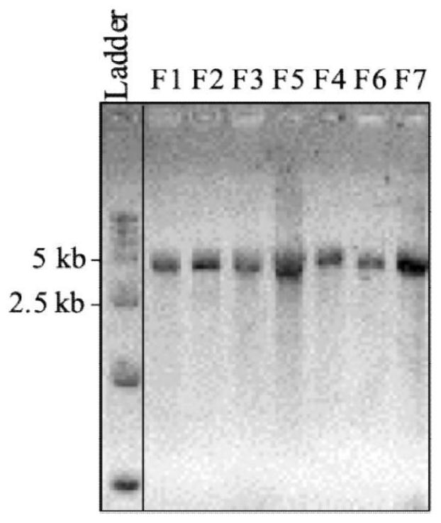 Porcine epidemic diarrhea virus infectious cDNA clone and construction method and application thereof