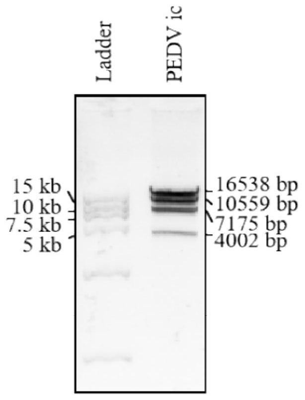 Porcine epidemic diarrhea virus infectious cDNA clone and construction method and application thereof