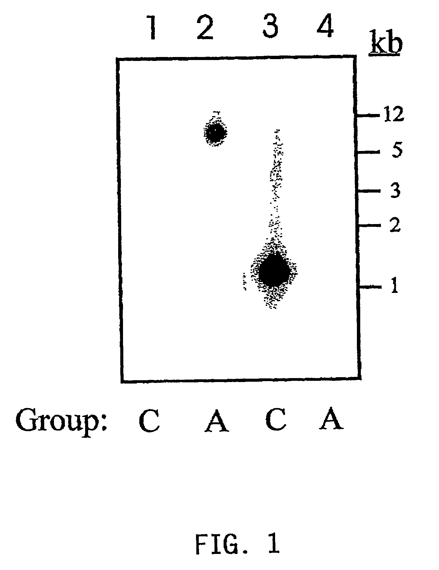 <i>Streptococcus equisimilis </i>hyaluronan synthase gene and expression thereof in <i>Bacillus subtilis </i>