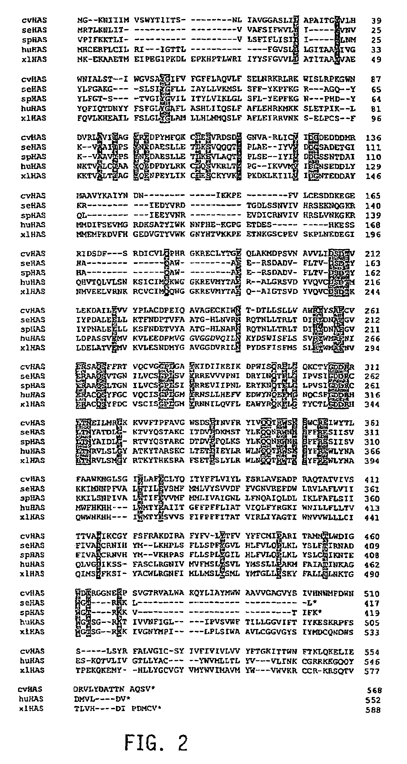 <i>Streptococcus equisimilis </i>hyaluronan synthase gene and expression thereof in <i>Bacillus subtilis </i>