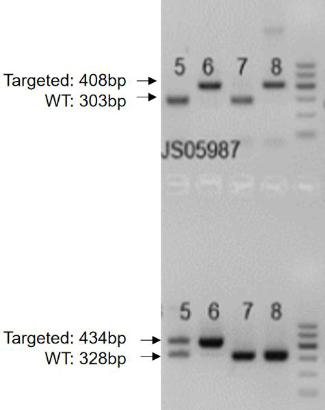 A method for constructing a mia3 conditional knockout mouse model