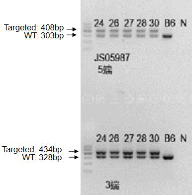 A method for constructing a mia3 conditional knockout mouse model