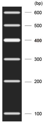 A method for constructing a mia3 conditional knockout mouse model