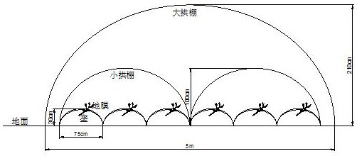 A kind of high-efficiency cultivation method of sweet potato in protected land to promote early growth in southern Shandong area